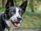 Border Collie dog portrait outdoors. Art Print